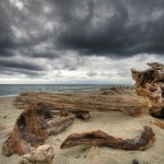 Driftwood